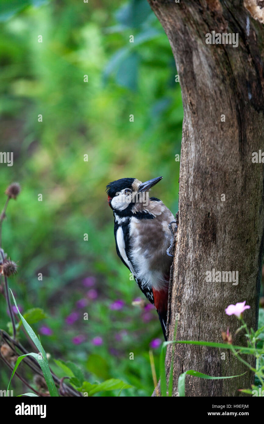 Male Great Spotted Woodpecker Dendrocopos major UK Stock Photo