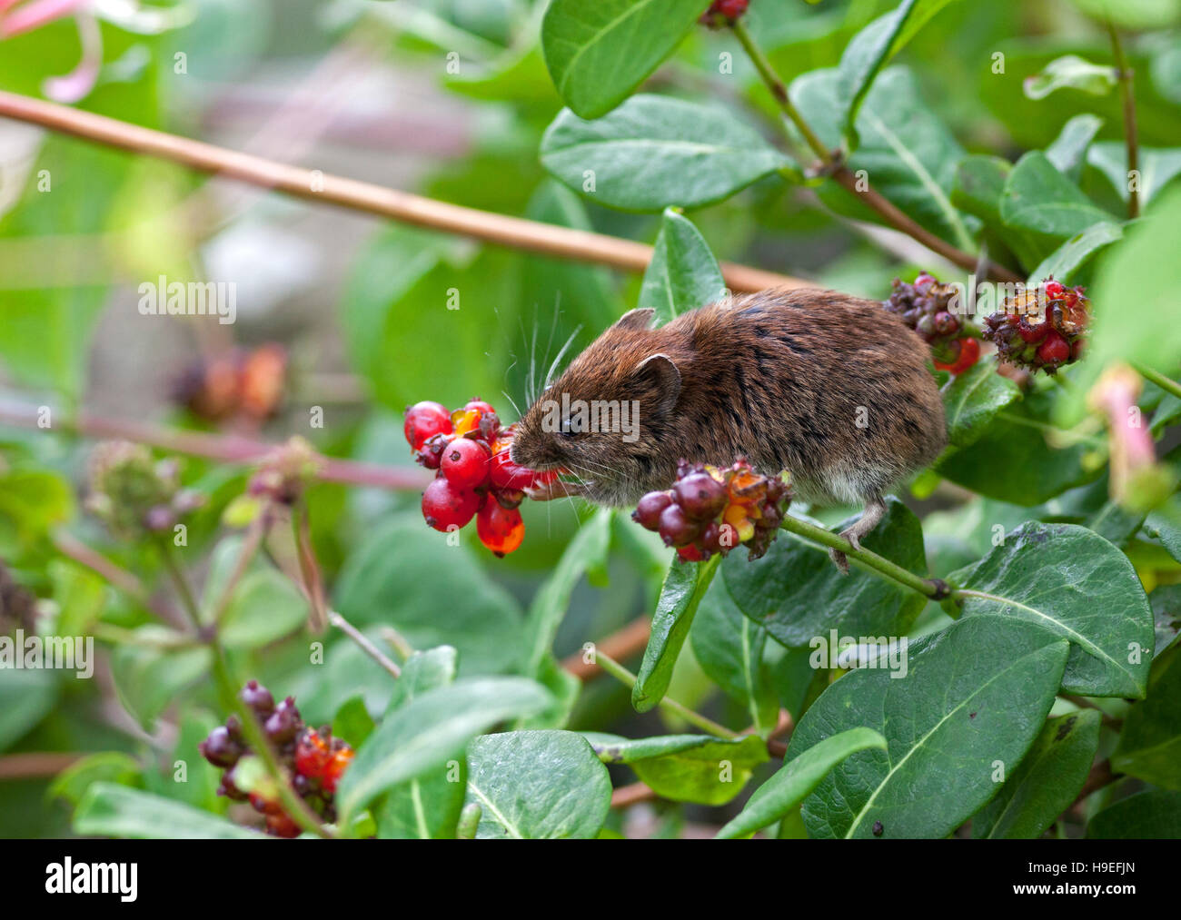 Bank Vole Clethrionomys glareolus Feeding on Honeysuckle Berries UK Stock Photo