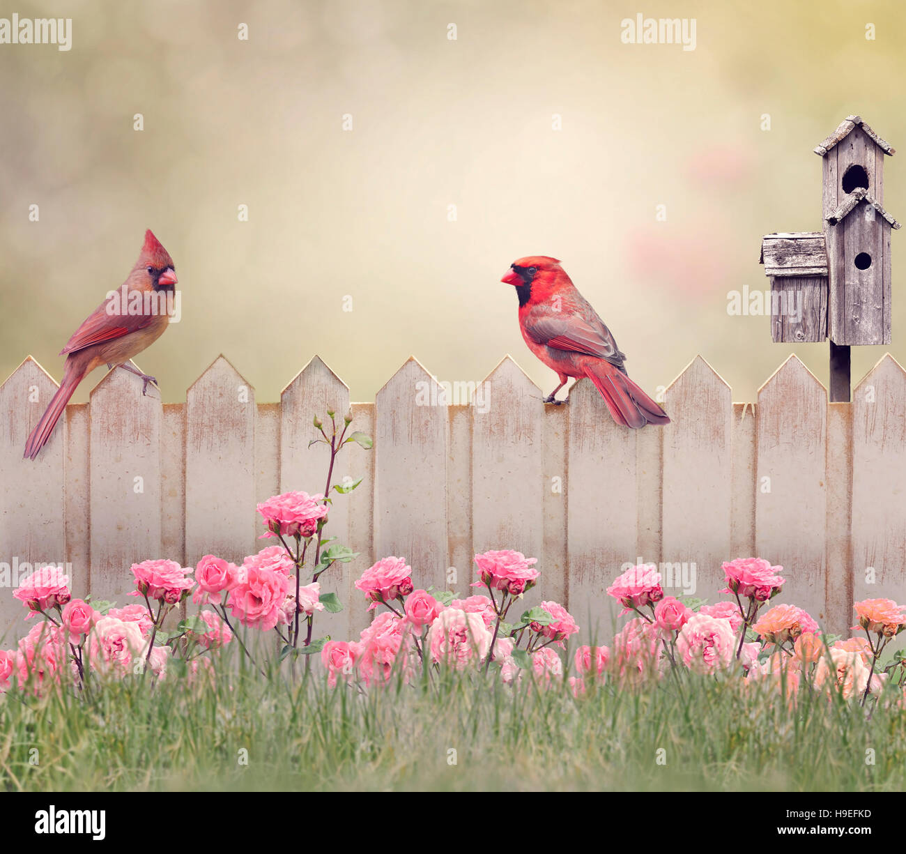 Northern Cardinal Male and Female Perching on the fence Stock Photo