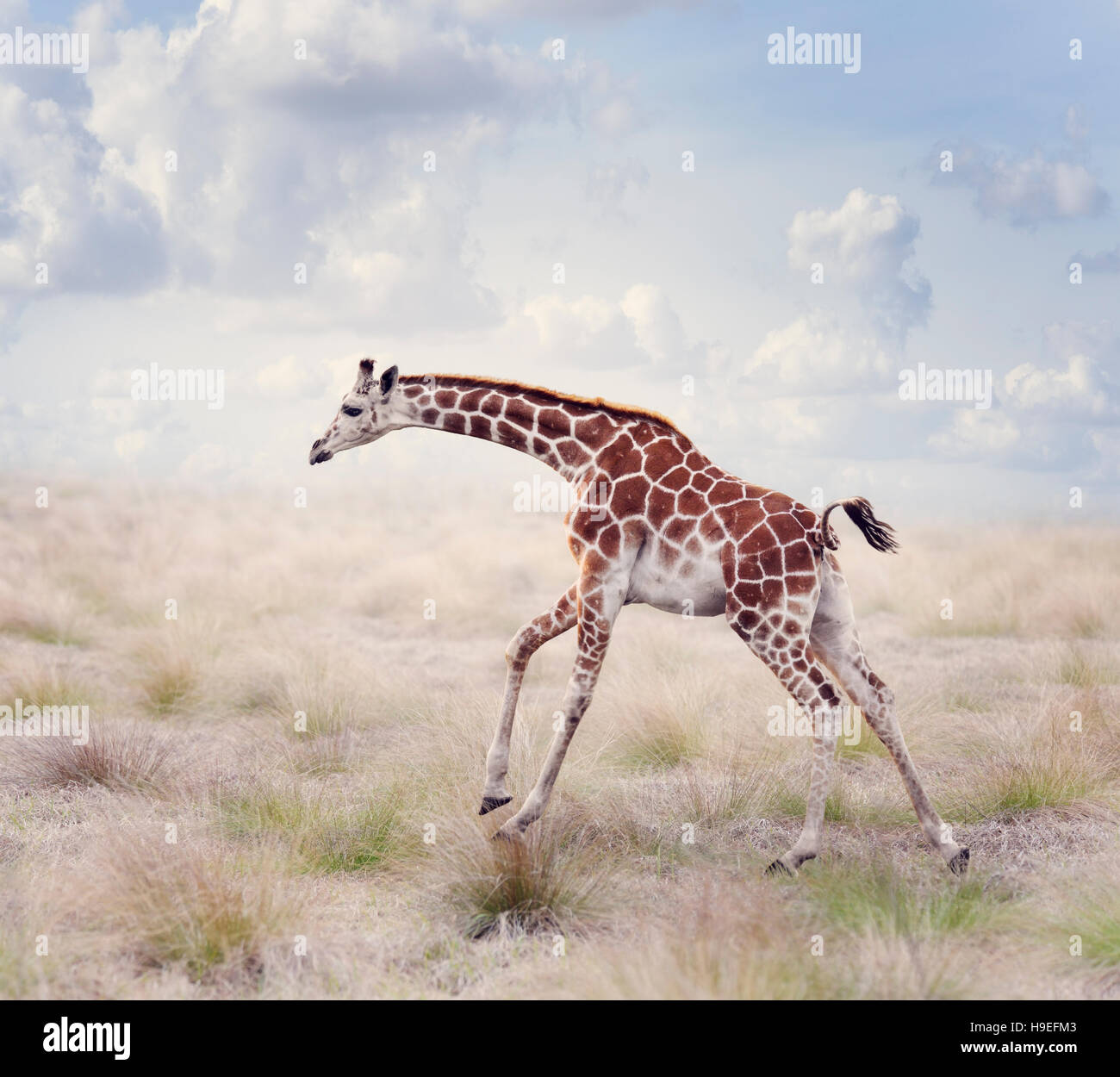 Young Giraffe Running in a Grassland Stock Photo