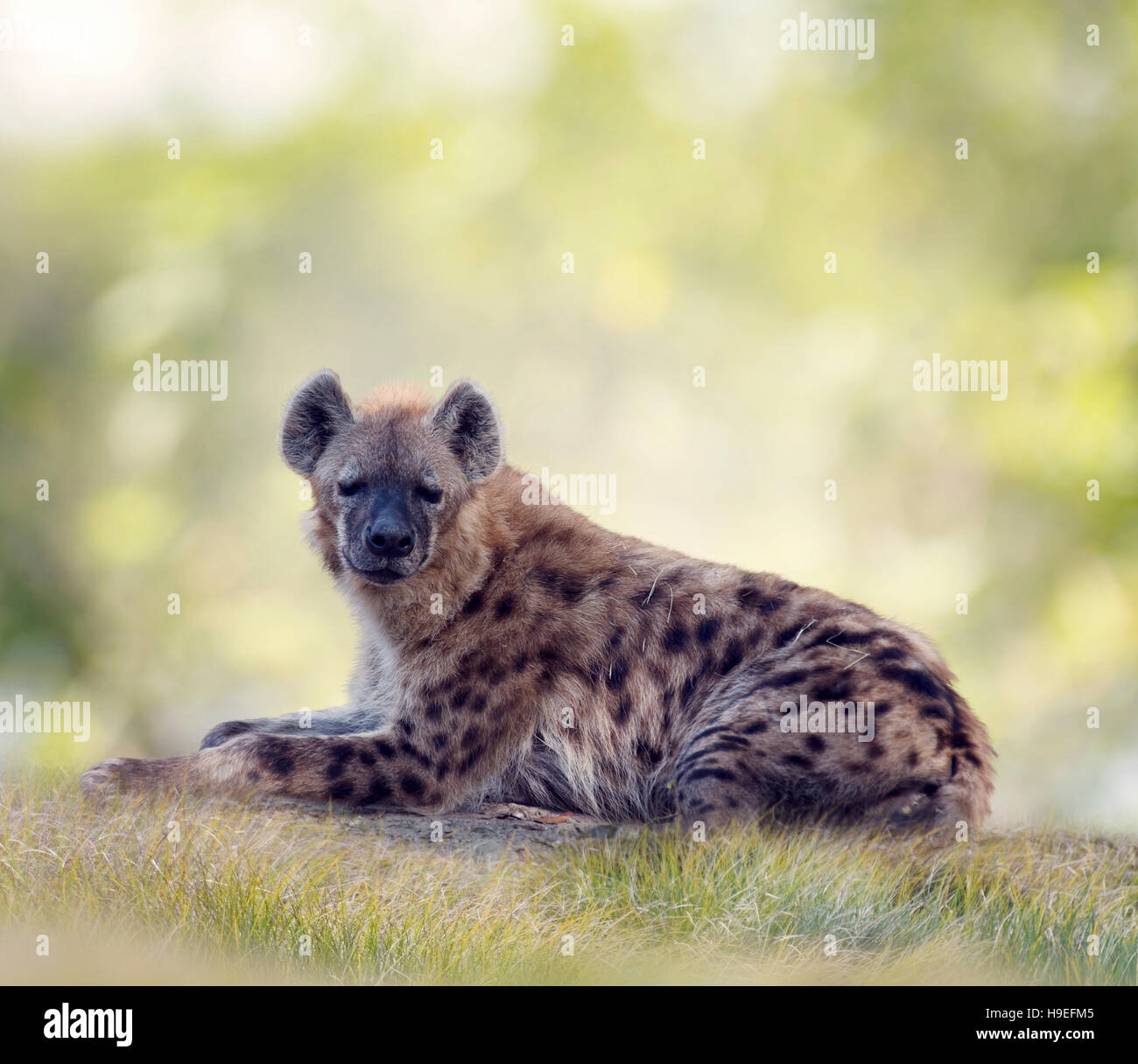Spotted hyena resting in grassland Stock Photo