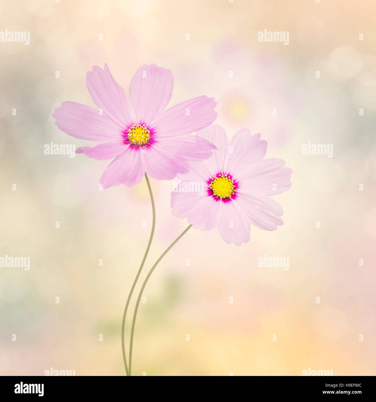 Blossom of Purple Cosmos Flowers Stock Photo - Alamy