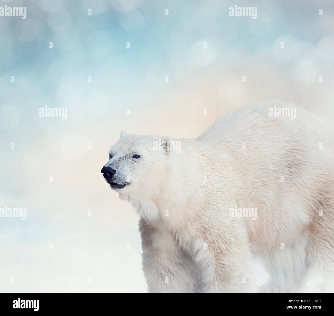 Closeup polar bear hi-res stock photography and images - Alamy