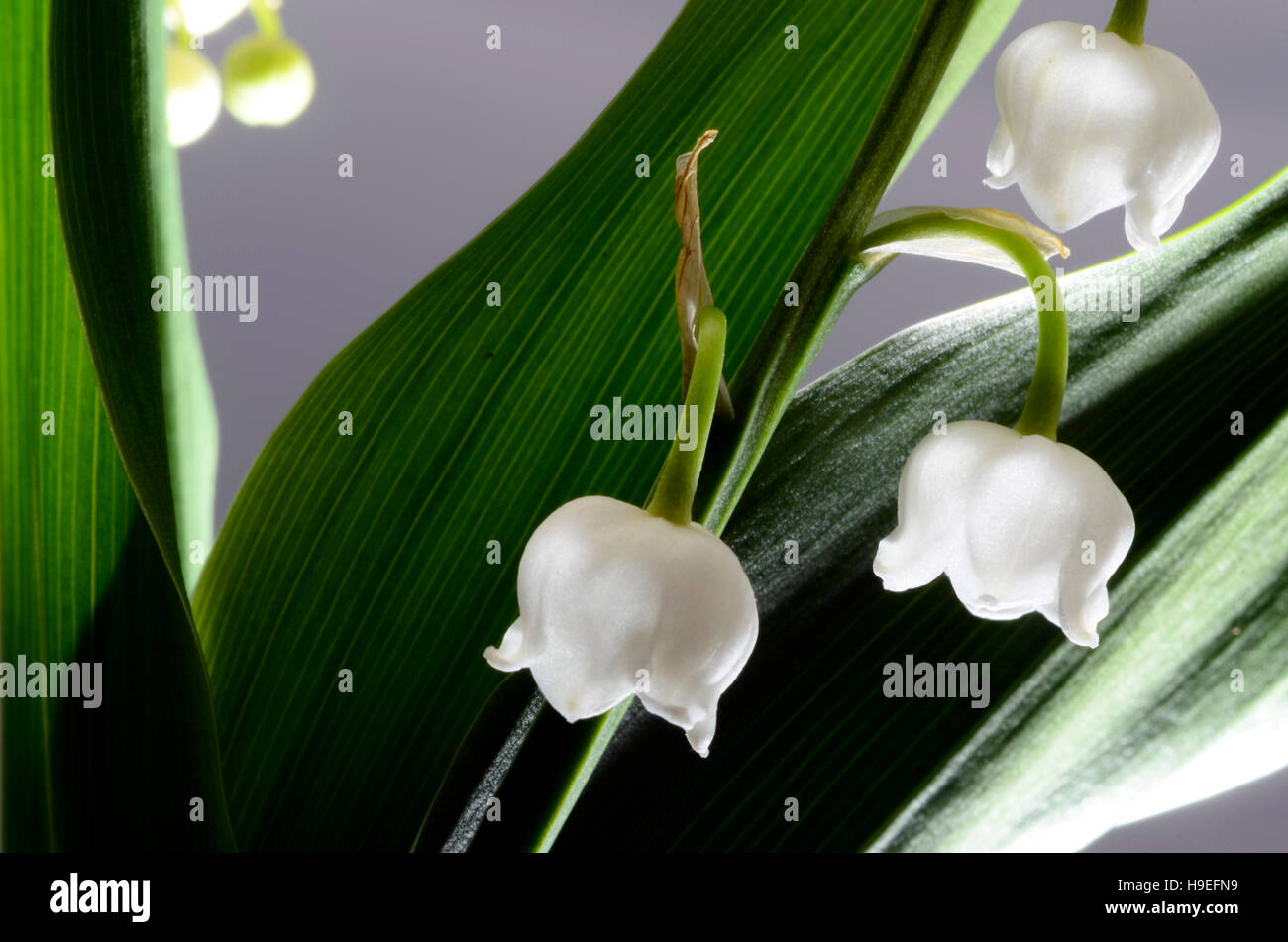 Close up of Lily of valley flower on white background Stock Photo - Alamy