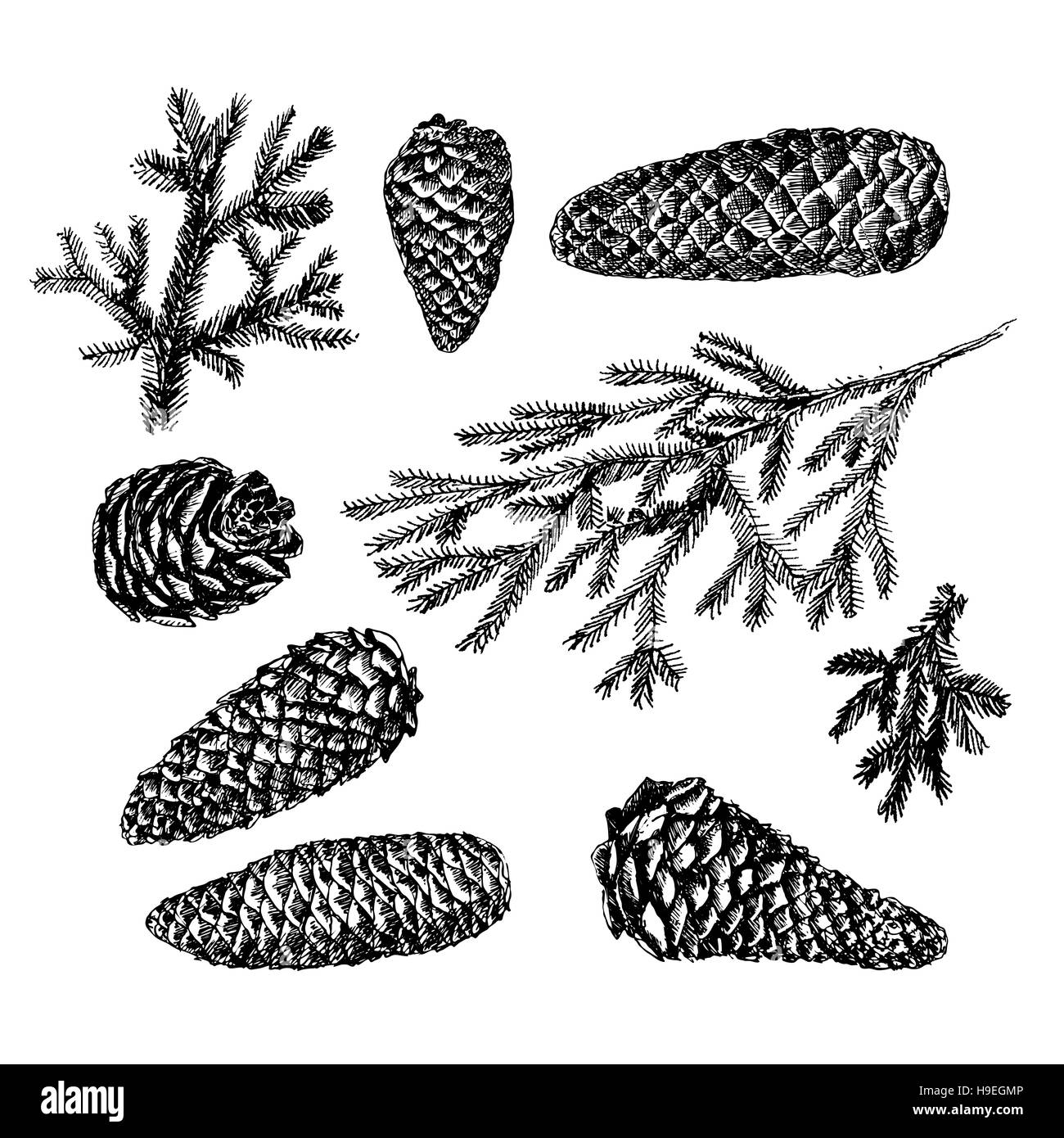 Set of christmas hand drawn graphic fir cones and needles Stock Photo