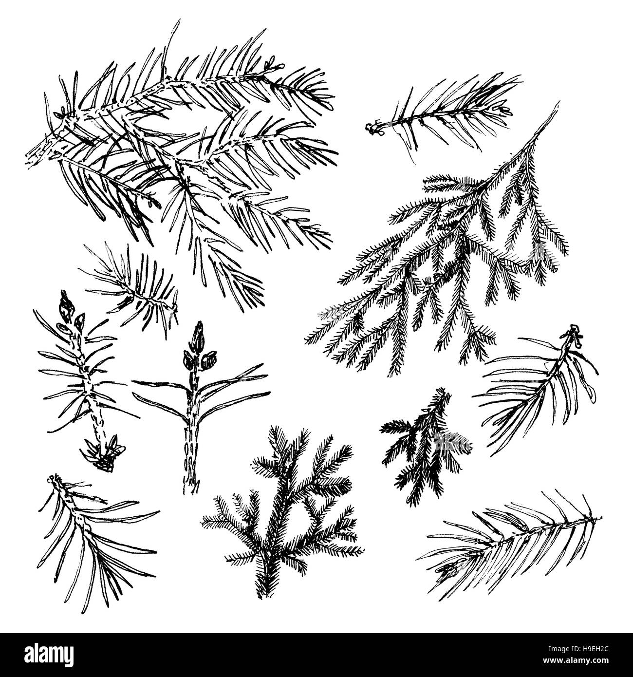 Elegant collection with hand drawn graphic pine's and fir needles. Stock Photo