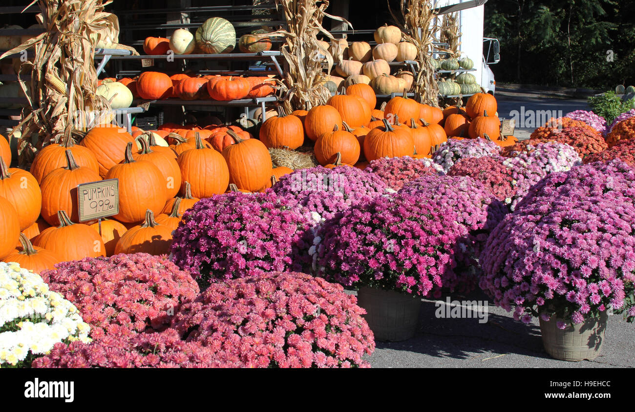 Autumn bounty of fall pumpkins, and flowers roadside stand Stock Photo