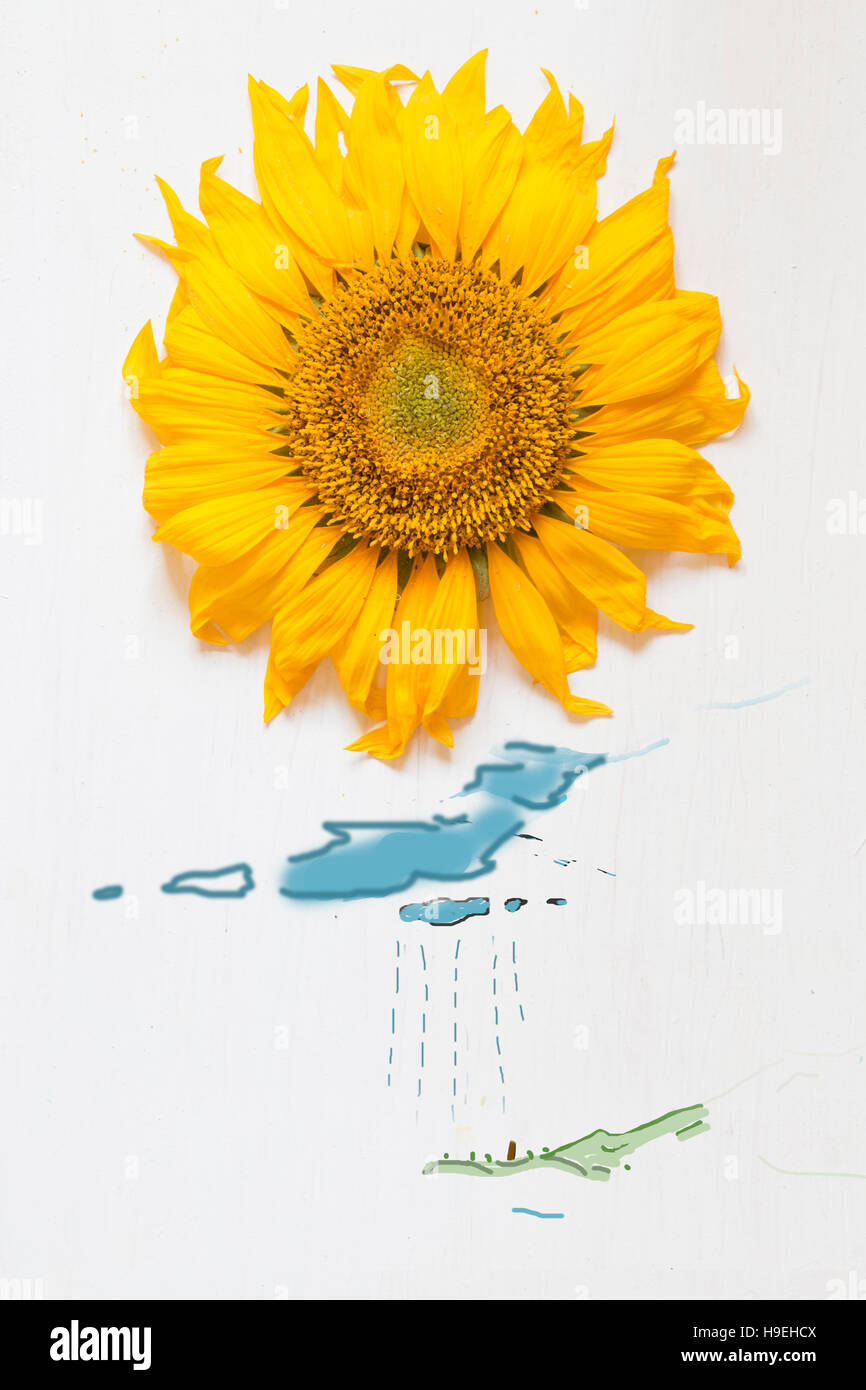 Spring concept , sunflower - sun and rain with clouds Stock Photo