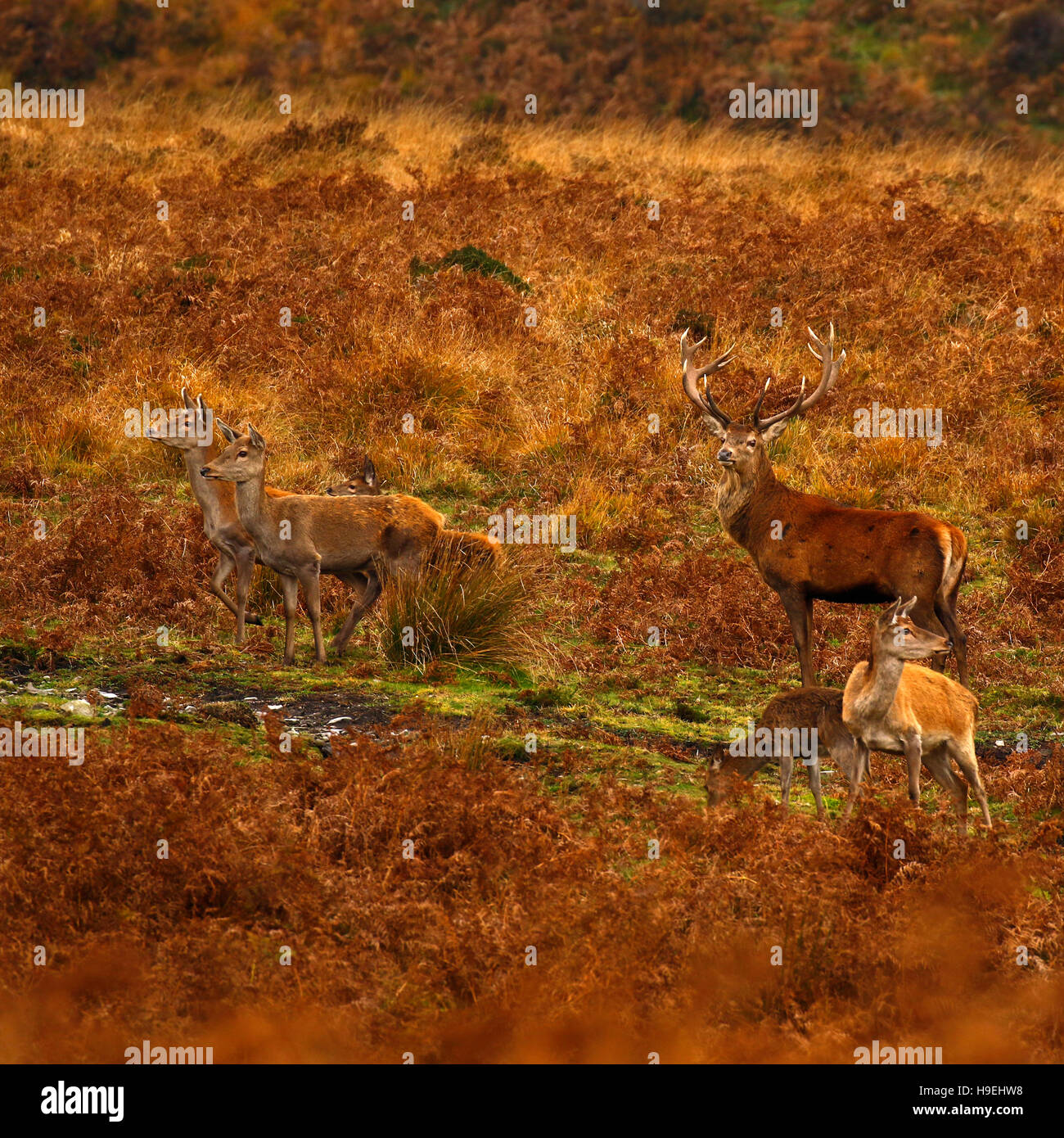 Herd of Red deer on Exmoor during the rut with magnificent red stags fighting for supremacy to mate with the hinds or females. Stock Photo