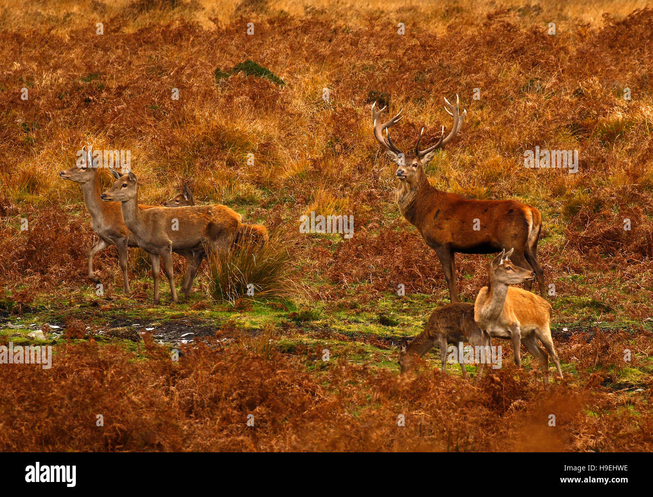 Herd of Red deer on Exmoor during the rut with magnificent red stags fighting for supremacy to mate with the hinds or females. Stock Photo