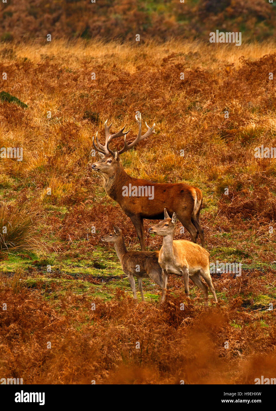 Herd of Red deer on Exmoor during the rut with magnificent red stags fighting for supremacy to mate with the hinds or females. Stock Photo