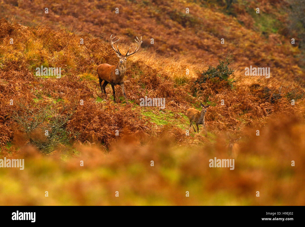 Herd of Red deer on Exmoor during the rut with magnificent red stags fighting for supremacy to mate with the hinds or females. Stock Photo