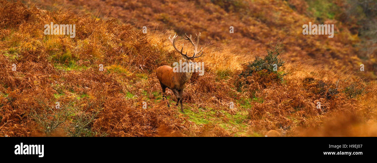 Herd of Red deer on Exmoor during the rut with magnificent red stags fighting for supremacy to mate with the hinds or females. Stock Photo