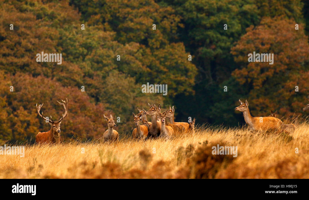 Herd of Red deer on Exmoor during the rut with magnificent red stags fighting for supremacy to mate with the hinds or females. Stock Photo