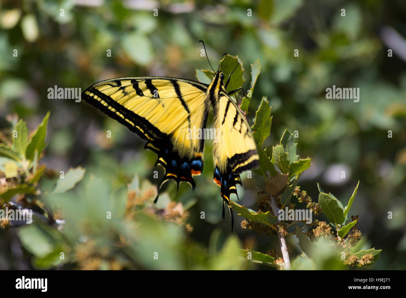 A western tiger swallowtail butterfly scouring a desert plant for food in the Mazatzal Mountains. Tonto National Forest, Arizona Stock Photo