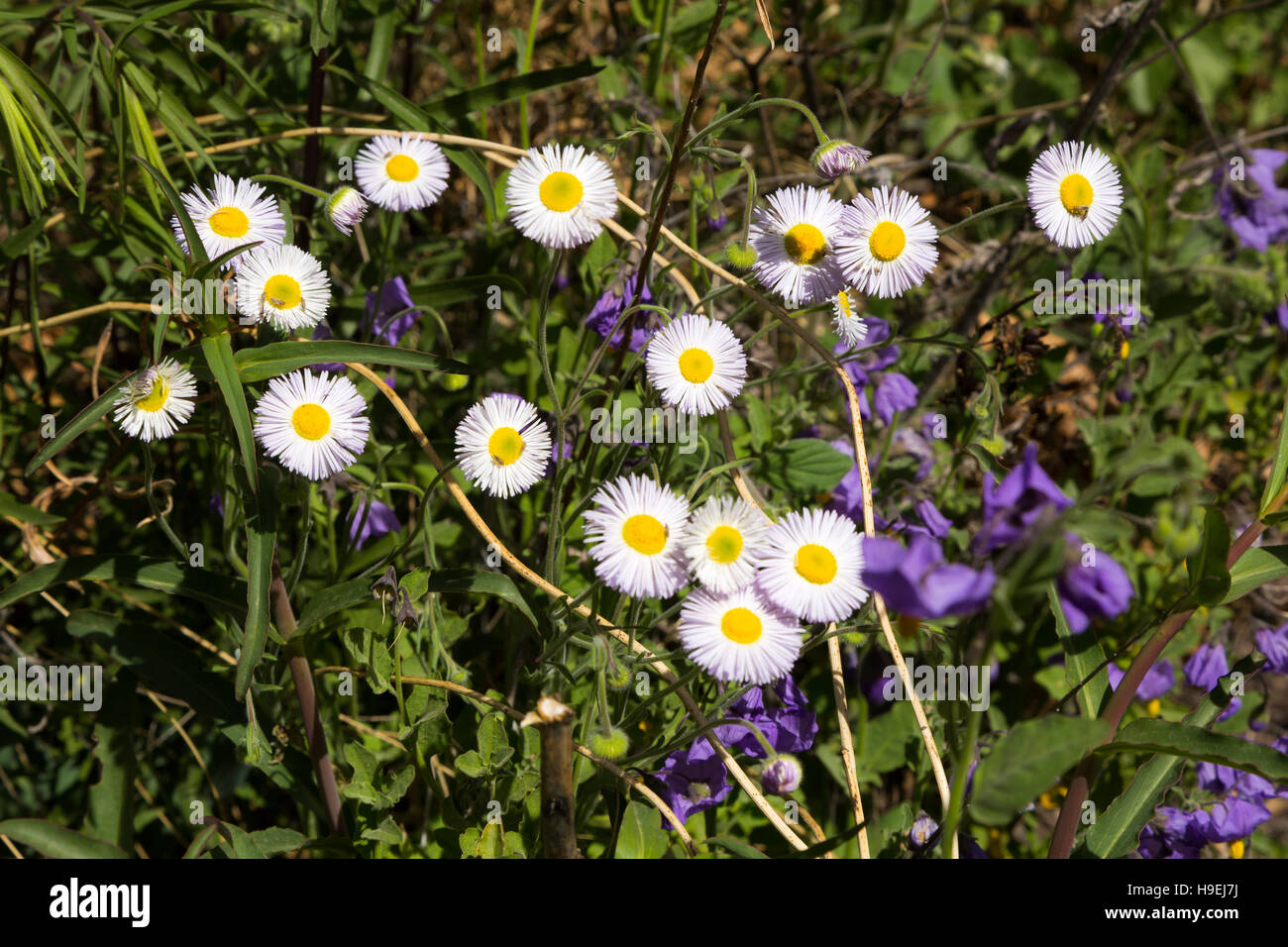 Spreading fleabane hires stock photography and images Alamy