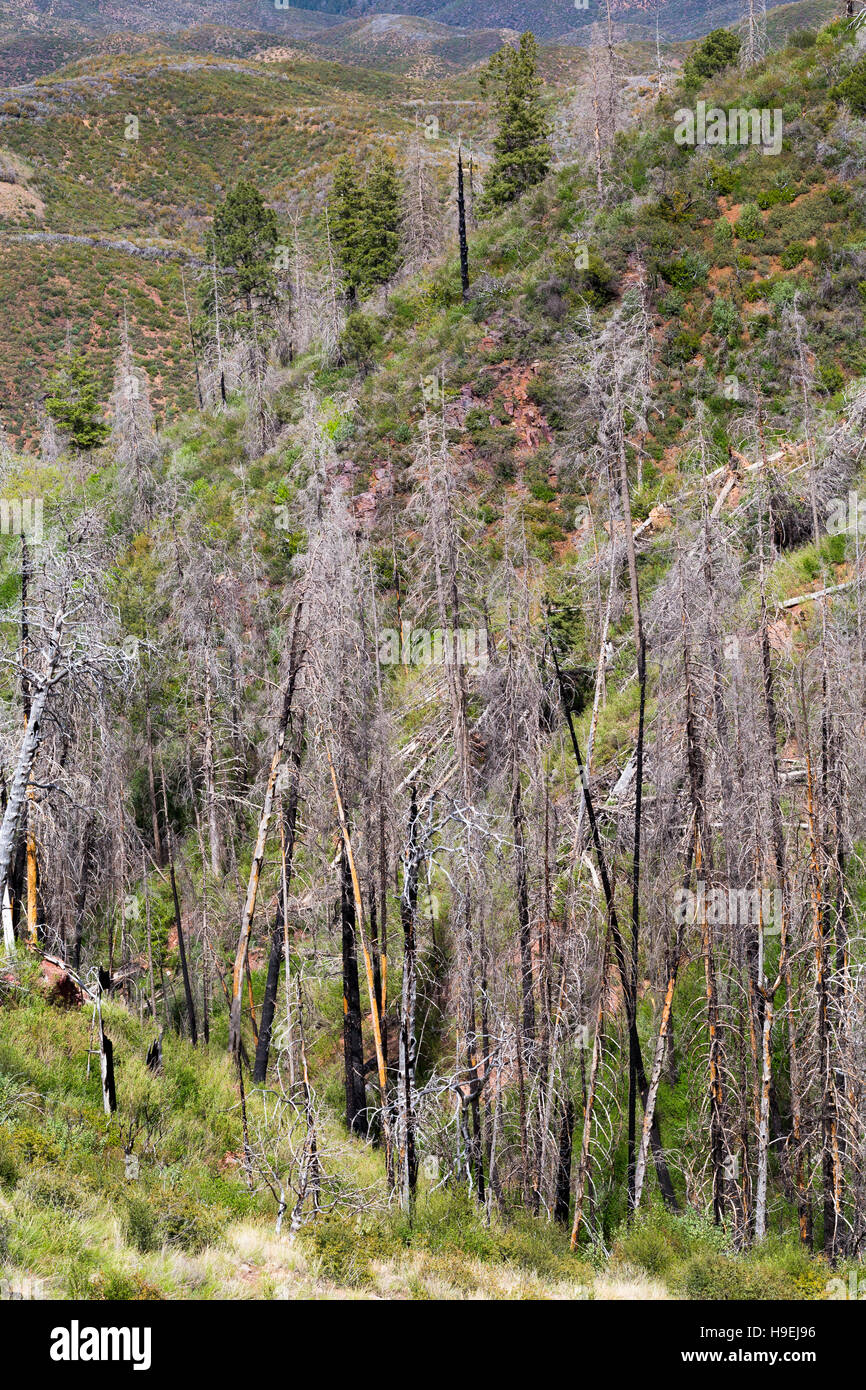 Burned evergreen hires stock photography and images Alamy