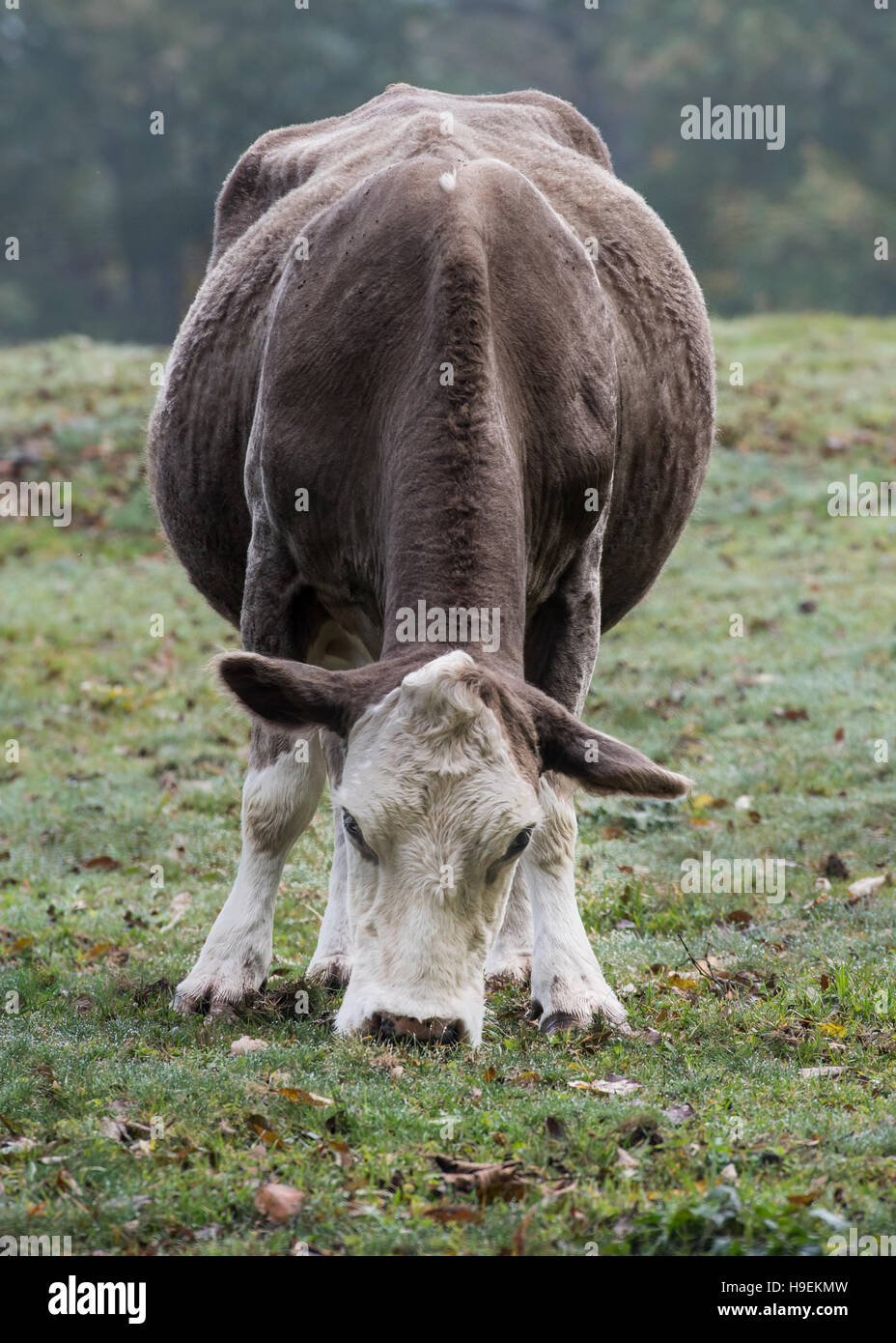 Cow front view hi-res stock photography and images - Alamy