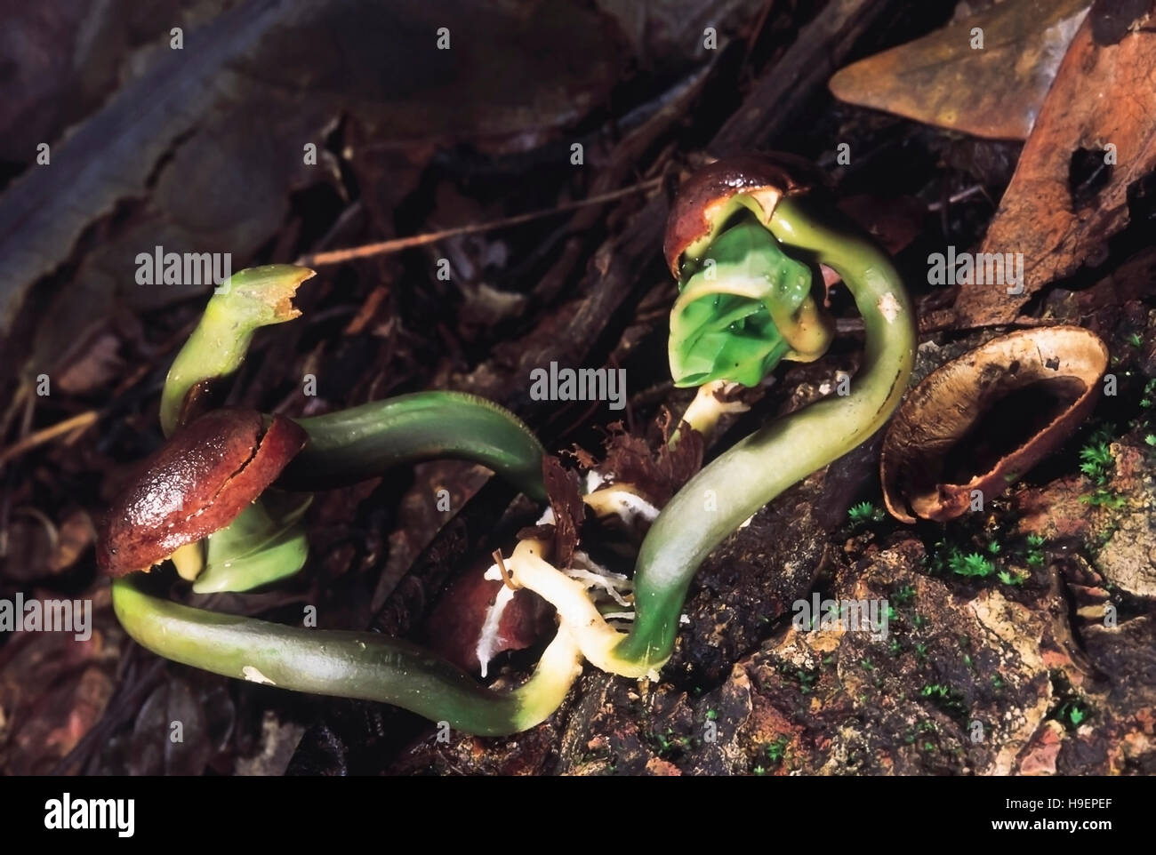 Germinating seedlings. Phansad Wildlife Sanctuary, Maharashtra, India. Stock Photo