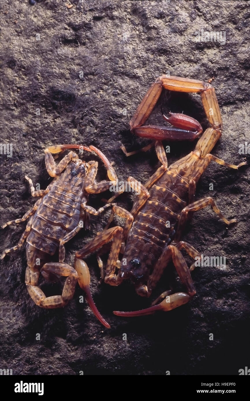 Bark scorpions. Maharashtra, India. Stock Photo