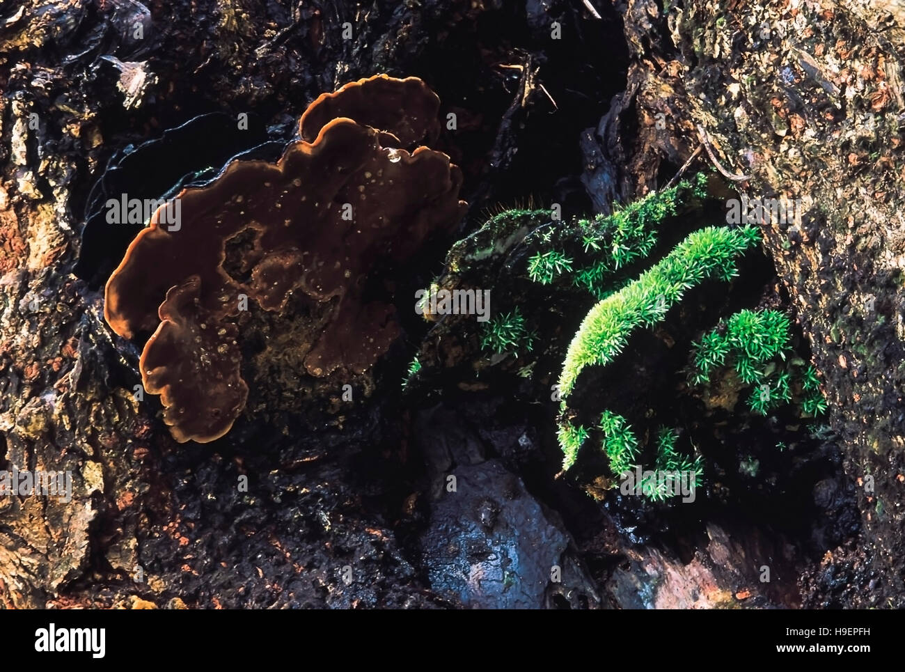 Bryophytes on Bracket Fungi. Phansad Wildlife Sanctuary, Maharashtra, India. Stock Photo