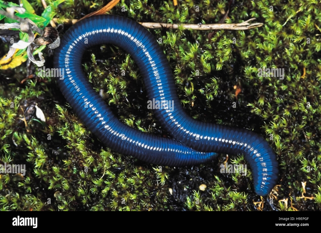 Pha-Mu-Ree. Earthworm photographed at 10, 000 ft. Arunachal Pradesh, India. Stock Photo