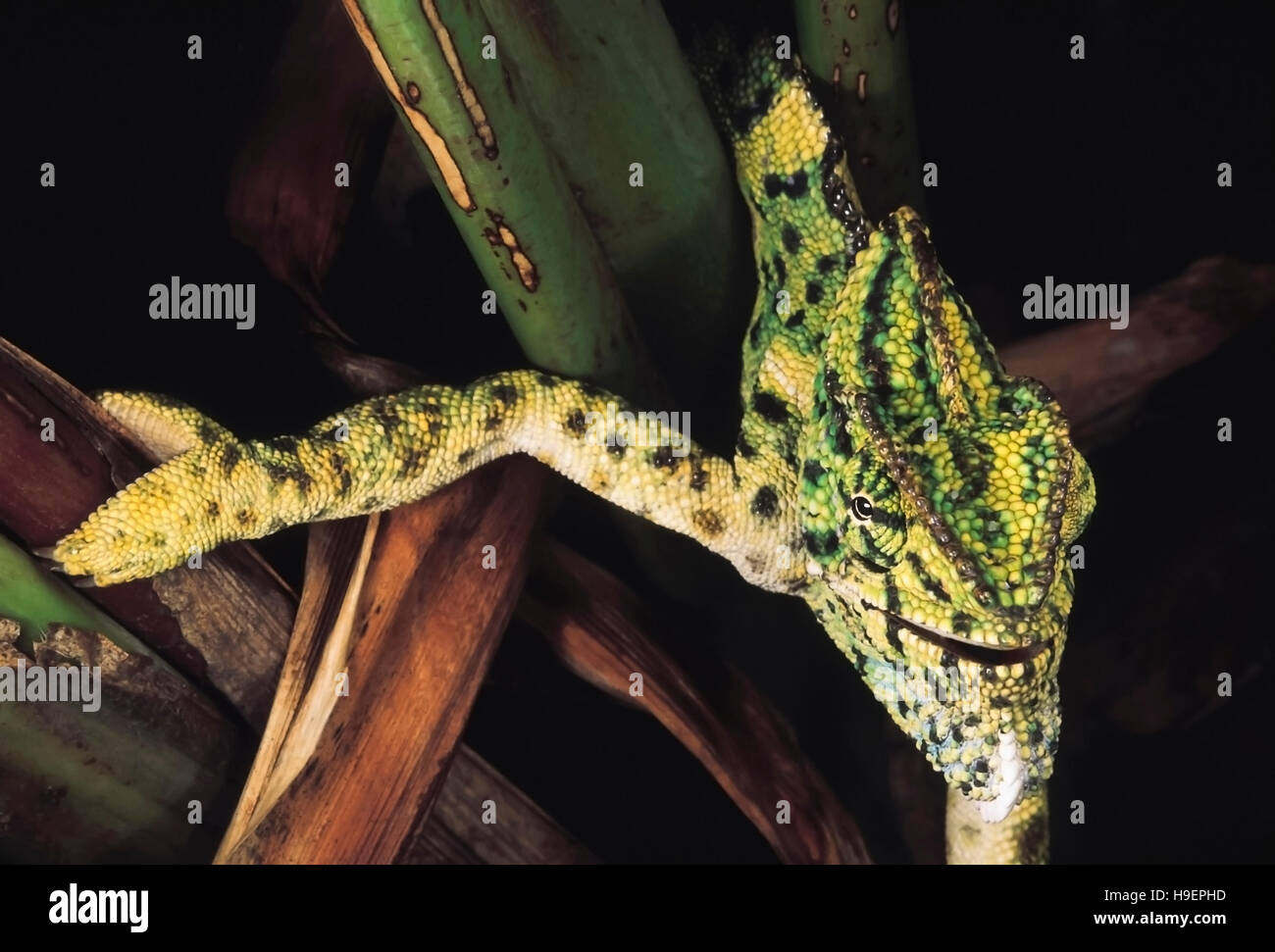 Indian Chameleon, Chamaeleo zeylanicus, Pune district, Maharashtra, India. Stock Photo
