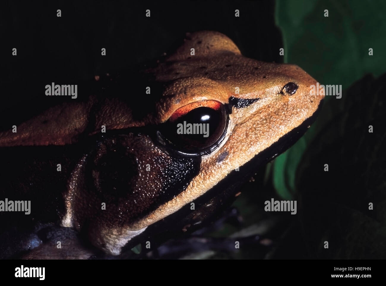 Frog. Close up of head. Castle Rock, Karnataka, India. Stock Photo