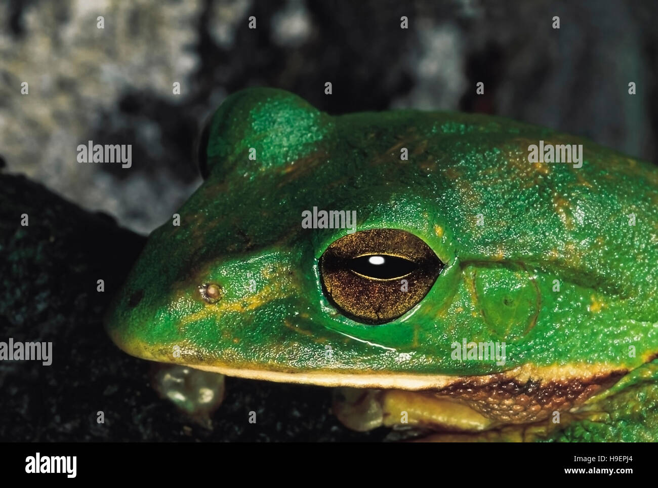 Rhacophorus malabaricus. Malabar gliding frog or Malabar flying frog. Close up of head. Arunachal Pradesh, India. Stock Photo