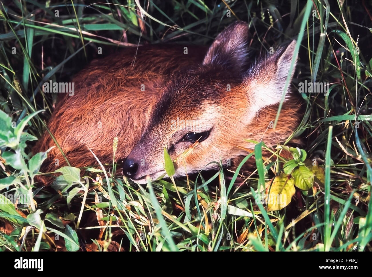 Muntiacus Muntjak. Barking deer fawn. Captive specimen. Maharashtra, India. Stock Photo