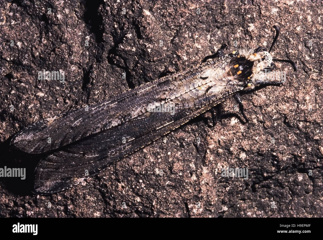 Neuropteran. Pune district, Maharashtra, India. Stock Photo