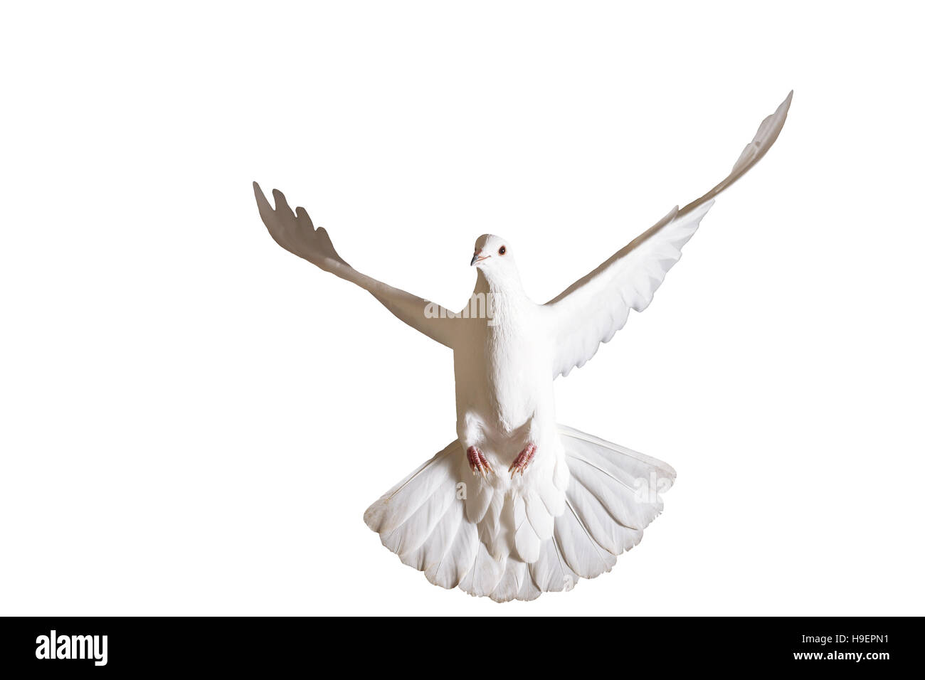 Peace dove flying isolated on white,delivery of letters, a symbol of peace, a symbol of purity Stock Photo