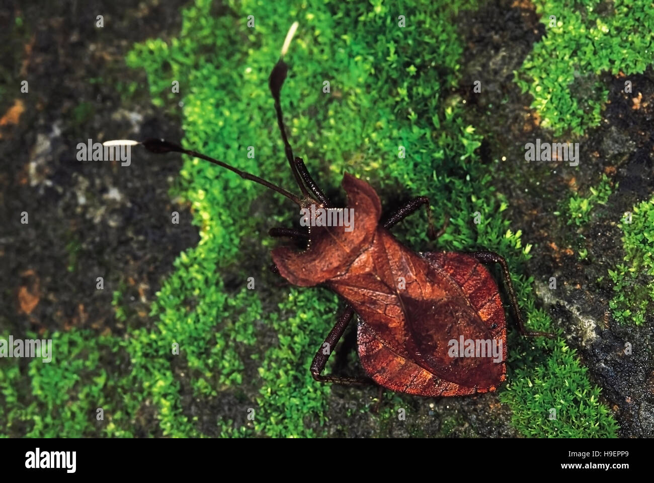 Dadaar Insect Dalader acuticosta. Violin Bug. Arunachal Pradesh, India Stock Photo ...