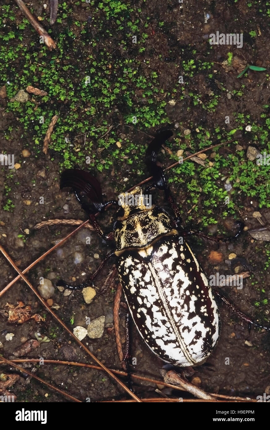 Beetle with lamellate antennae. Arunachal Pradesh, India. Stock Photo