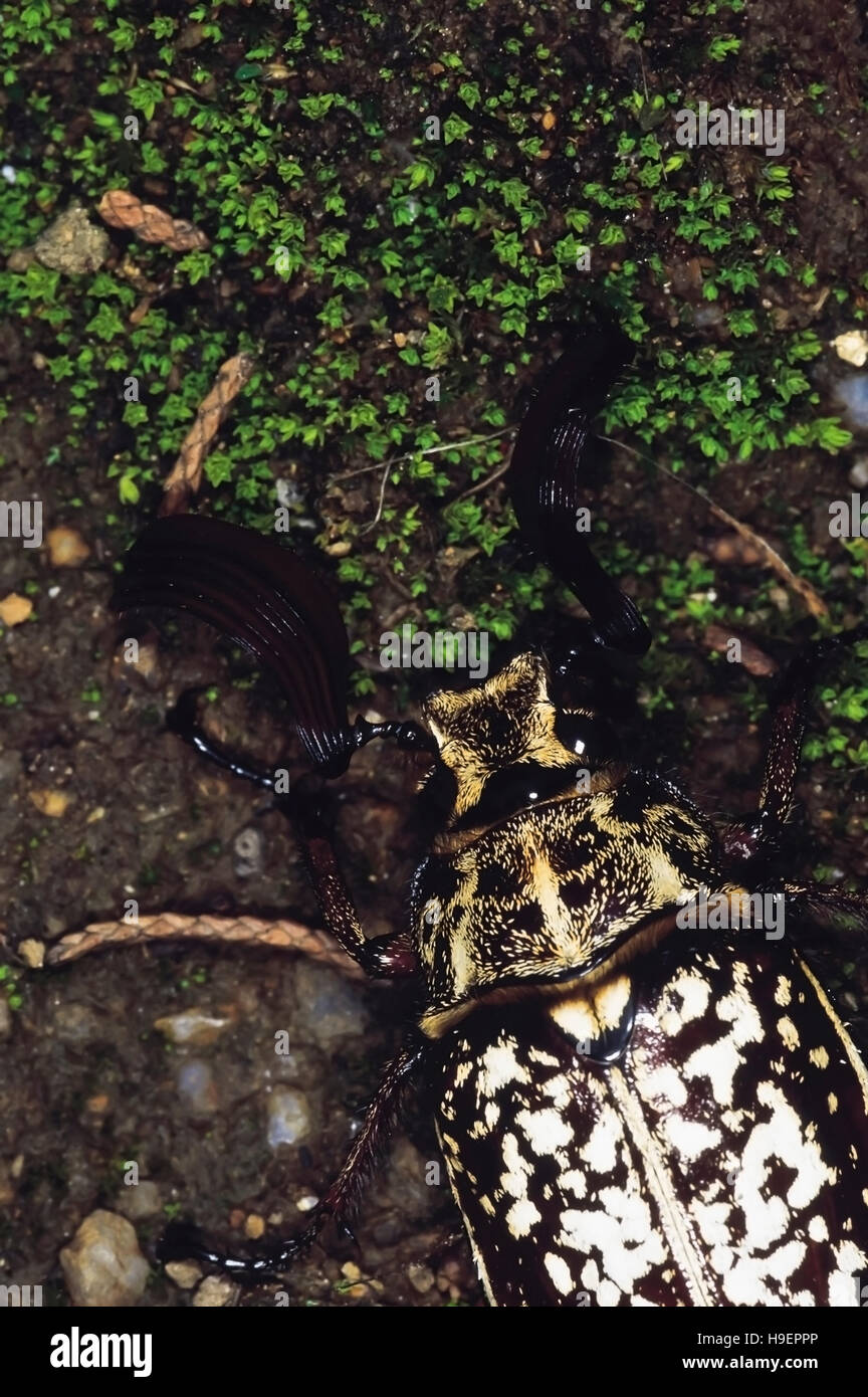 Beetle with lamellate antennae. Close up. Arunachal Pradesh, India. Stock Photo