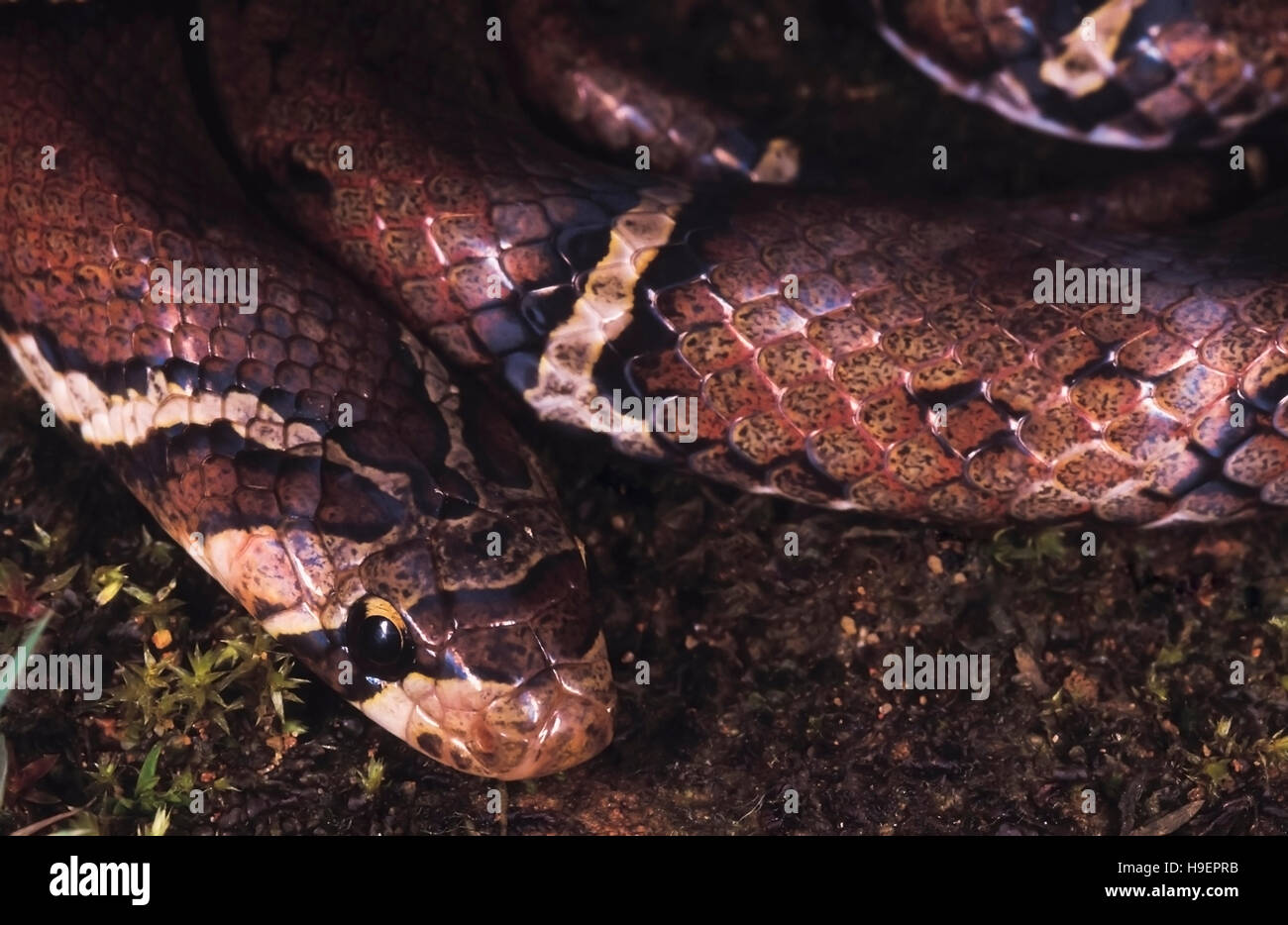 Oligodon albocinctus. White-barred / Ladder-backed Kukri snake. Non venomous. Arunachal Pradesh, India. Stock Photo