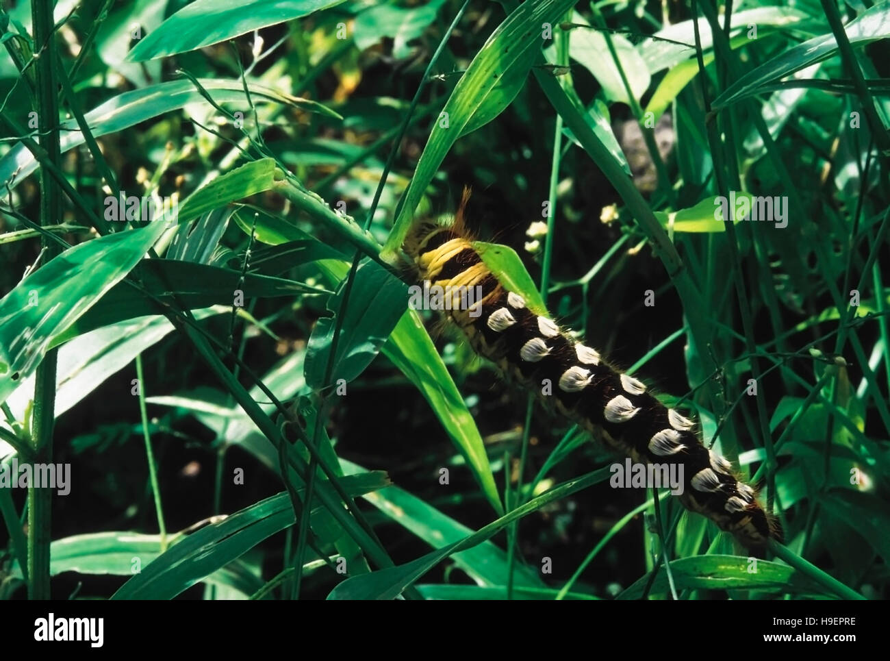 Brown 'Peacock' Caterpillar. Pune, Maharashtra, India Stock Photo Alamy