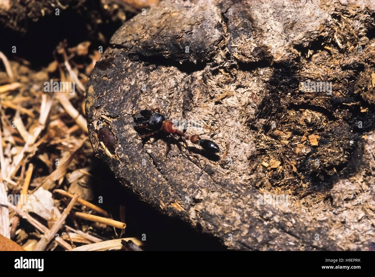 Ant-mimic Spider. Karnataka, India. Stock Photo