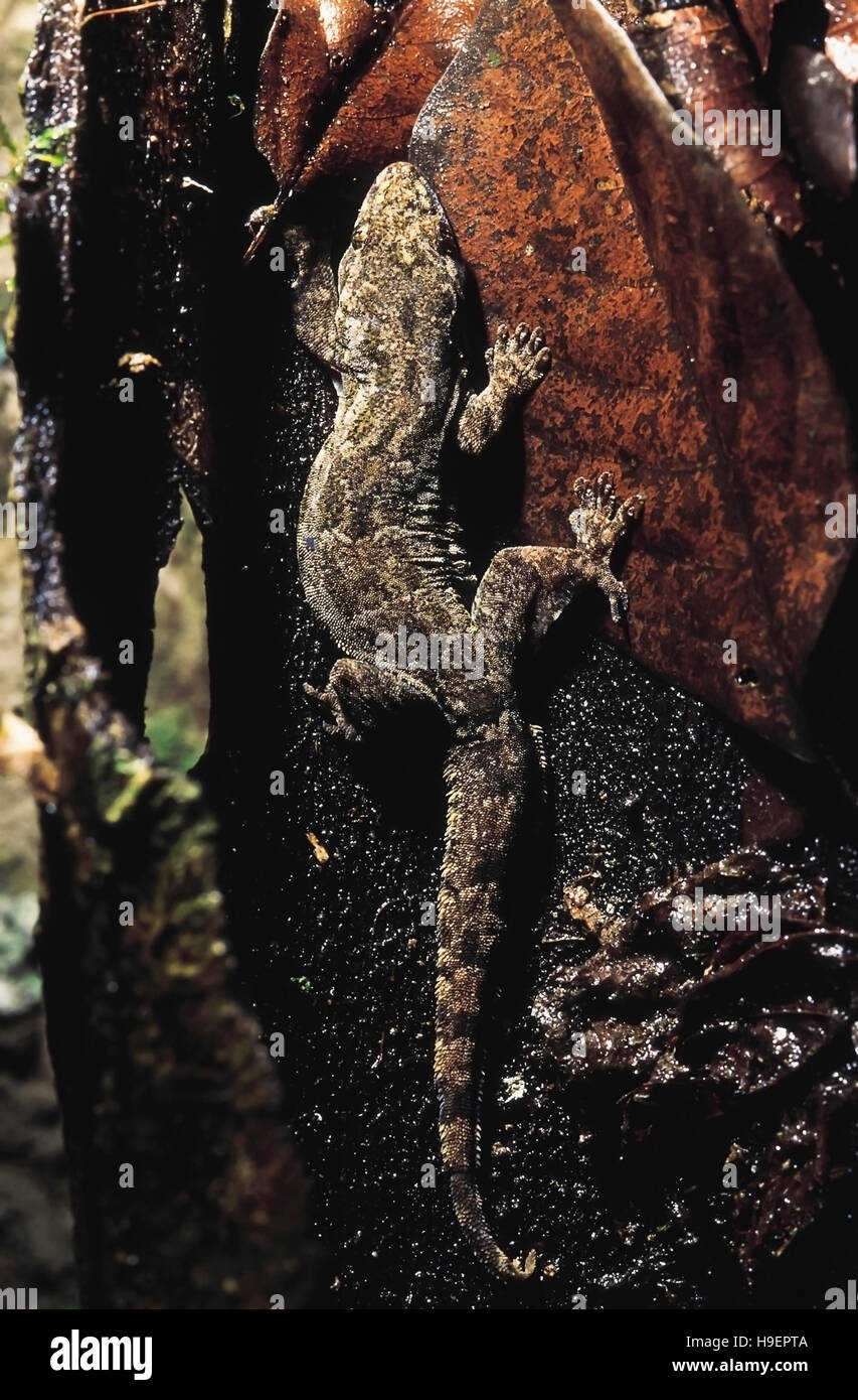 FLAT-TAILED HOUSE GECKO, Cosymbotus platyurus. Arunachal Pradesh, India. Stock Photo