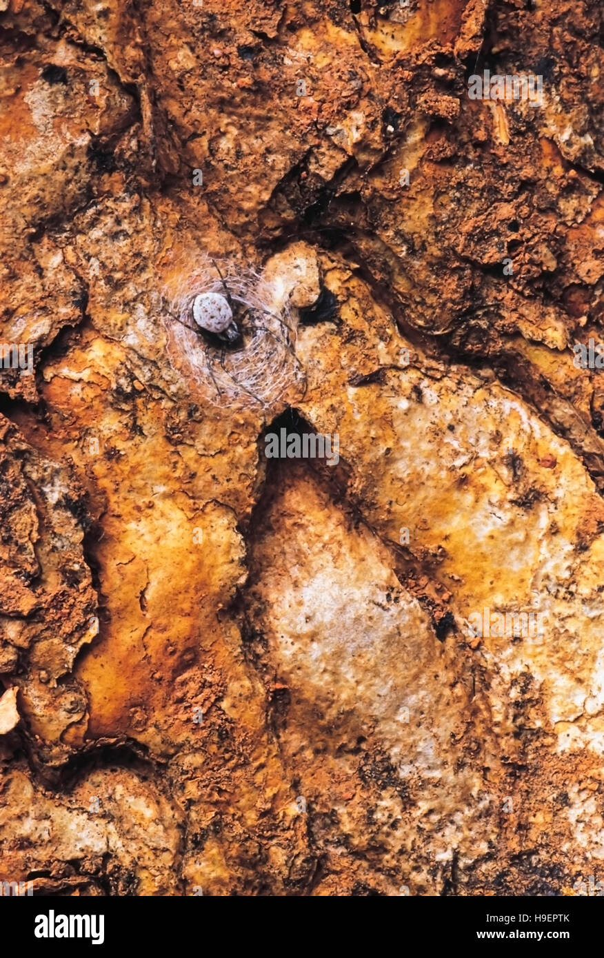 Li'l Funnelweb on bark. Castle Rock, Karnataka, India. Stock Photo