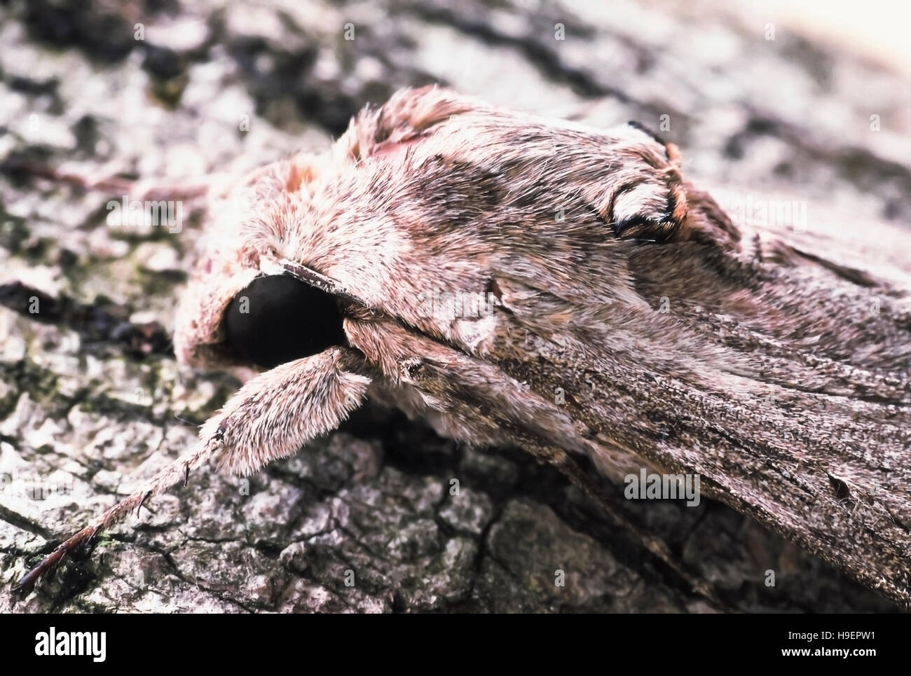 Low Key moth head. Arunachal Pradesh, India. Stock Photo