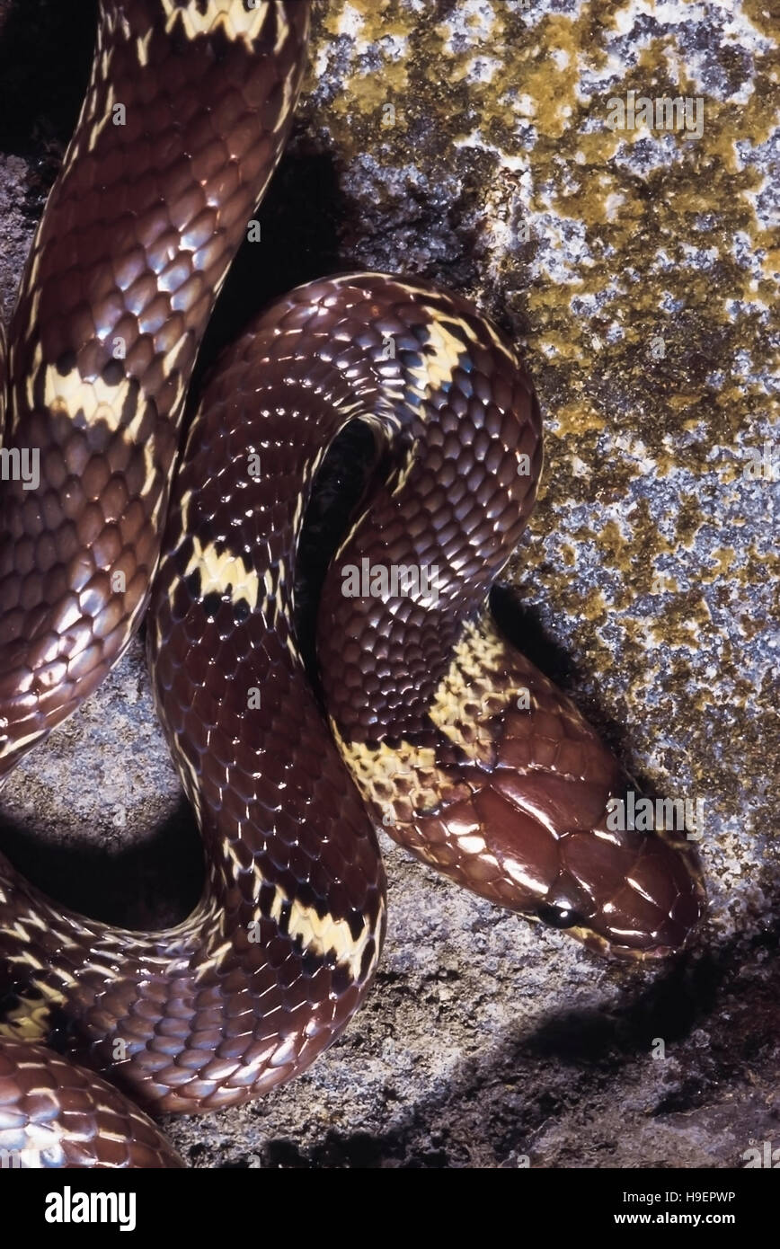 Lycodon Aulicus. Common Wolf snake. Non venomous. Maharashtra, India. Stock Photo