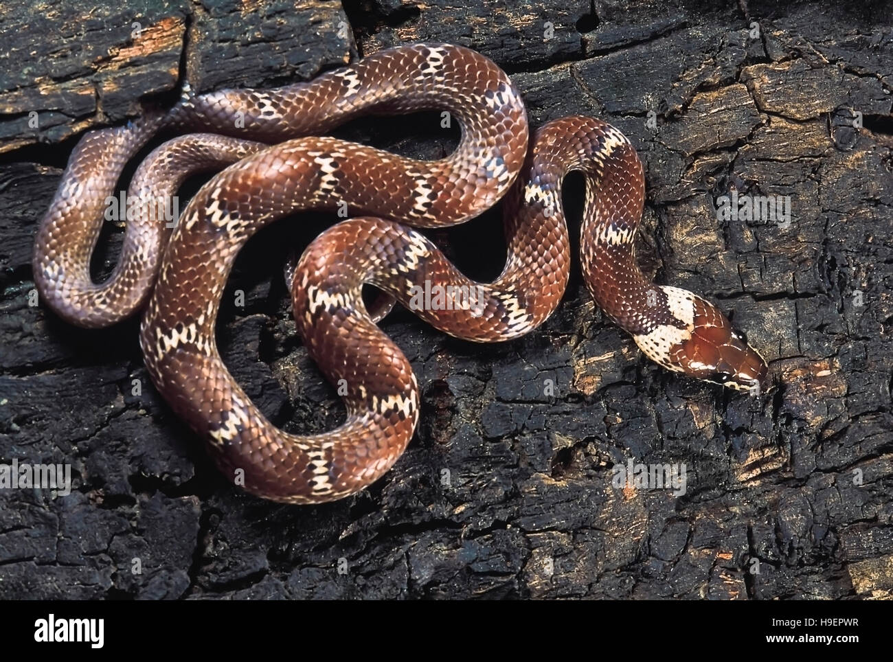 Lycodon Aulicus. Common Wolf snake. Non venomous. Maharashtra, India. Stock Photo