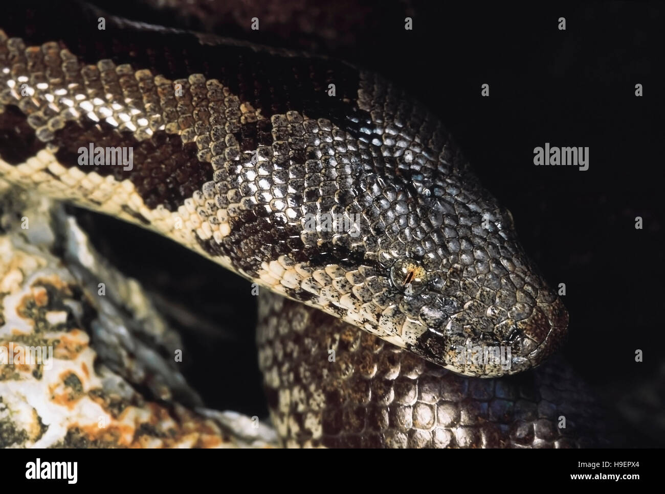 Eryx Whitakeri. Whitaker's boa head. Non venomous. Maharashtra, India. Stock Photo