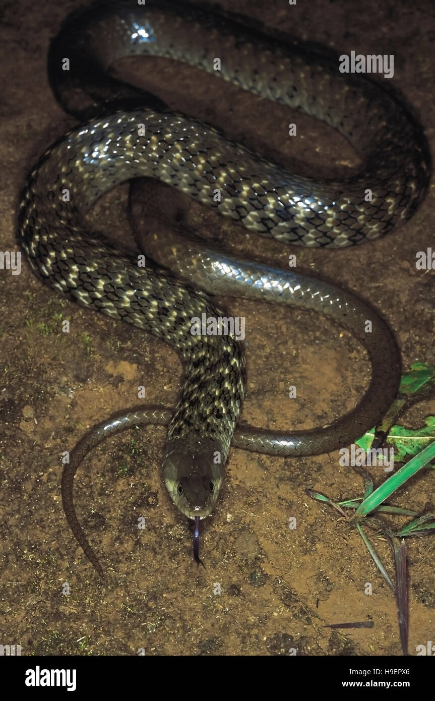 Xenochrophis Sanctijohannis. St. John's Keelback. Non venomous. Arunachal Pradesh, India. Stock Photo