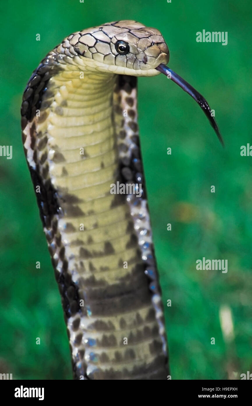 Ophiophagus Hannah. King Cobra ready to attack. Venomous. Captive specimen from Orissa. Katraj Snake Park, Pune, Maharashtra, India. Stock Photo