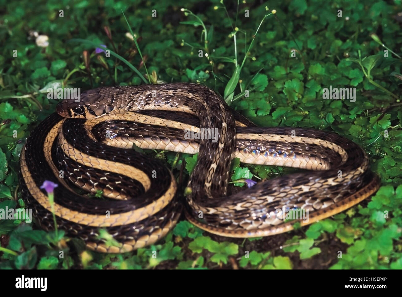 Amphiesma Stolata. Buff striped Keelback. Non venomous. Arunachal Pradesh, India. Stock Photo