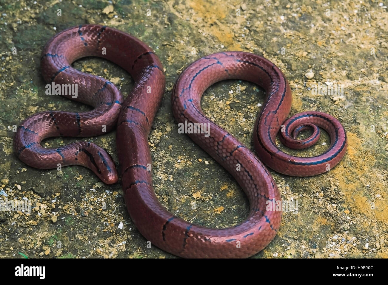 Elaphe Porphyracea Porphyracea. Red Bamboo Rat snake. Non venomous. Arunachal Pradesh, India. Stock Photo