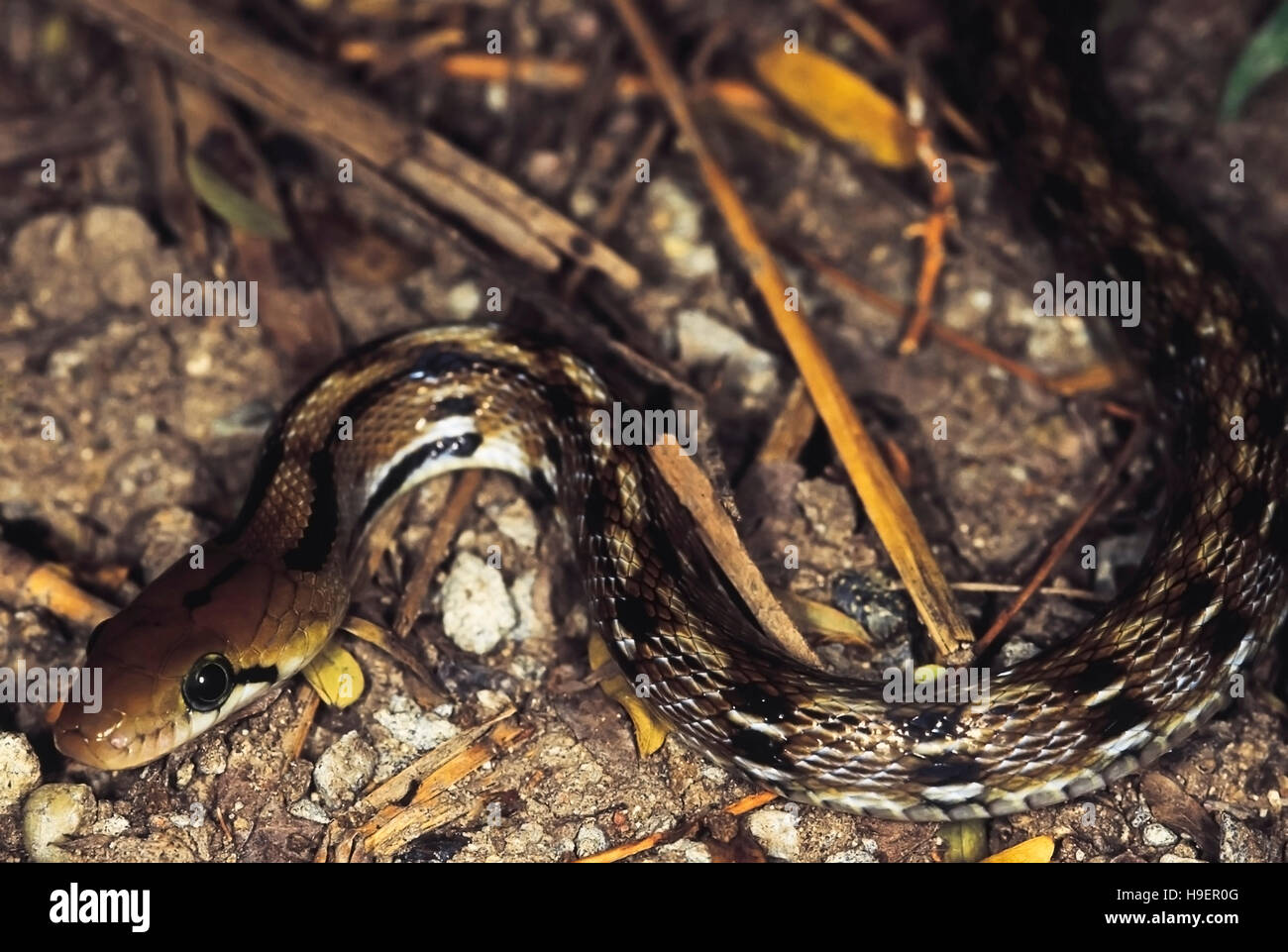 Trinket snake hi-res stock photography and images - Alamy