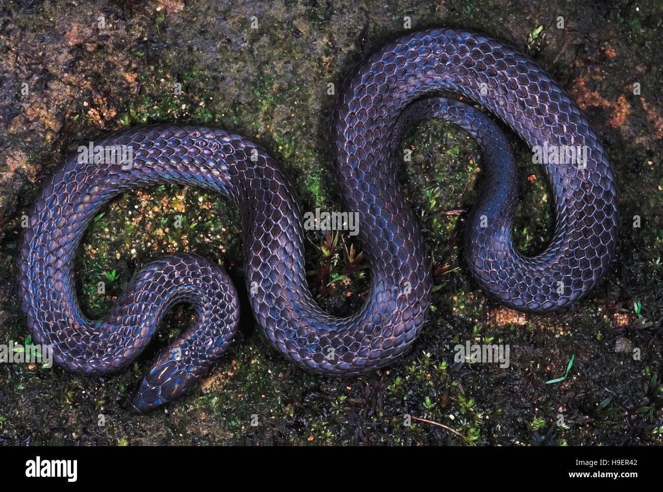 Blythia Reticulata. Iridescent snake. Non venomous. Probably the only photograph of this snake. Arunachal Pradesh, India. Stock Photo